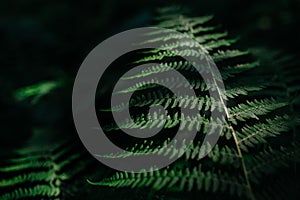 Green fern leaf macro on dark tone nature background