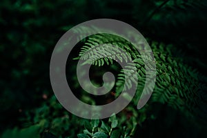 Green fern leaf macro on dark tone nature background
