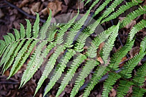 Green fern leaf pattern in forest from top in summer day