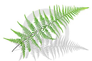 Green fern leaf, Pityrogramma calomelanos Link, silverback fern , on white background with clipping path