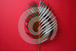 Green fern leaf on red background, one palm leaf on red background with copy space.