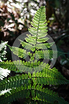 Green fern leaf with sunlight on back side