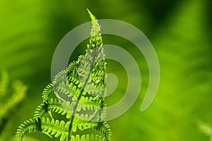 Green fern leaf tip