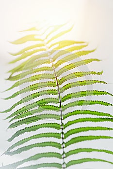 Green fern leaf tropical rainforest plant