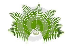 a green fern leaf on a white background, palm tree leaves