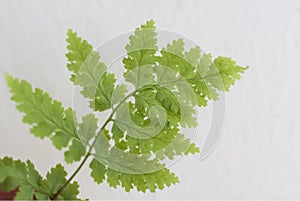 Green fern leaf on a wooden background. Element for the design.