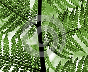 Green fern leaves