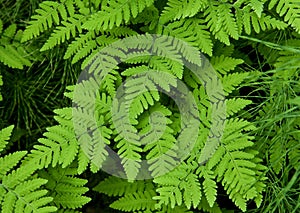 Green fern leaves