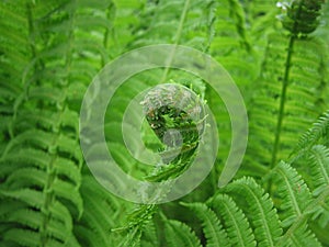 Green fern leaves.