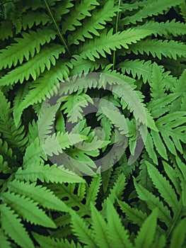 Green fern leaves as nature background