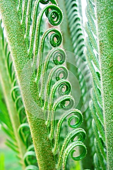 Green fern leaves background