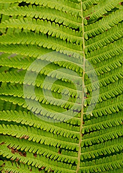 Green fern leaves background.