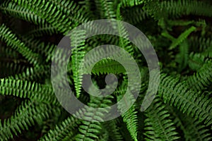 Green fern leaves background