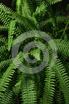 Green fern leaves background