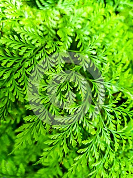 Green fern leaves background