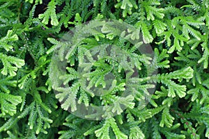 green fern leaves background