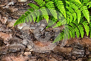 Green fern leaves background on bark tree