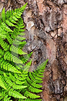 Green fern leaves background on bark tree