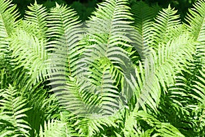 Green fern leaves background closeup, bracken lush foliage texture, decorative tropical frond leaf pattern, natural floral design