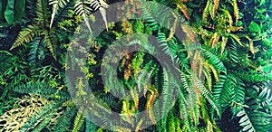 Green fern leaves background. Plant growth or nature wallpaper.