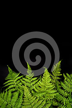 Green fern leaves on black background with copy space