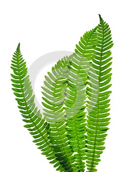 Green fern leaves Blechnum spicant photo