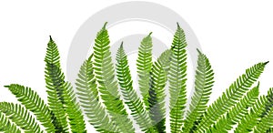 Green fern leaves Blechnum spicant photo