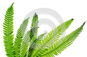 Green fern leaves Blechnum spicant photo