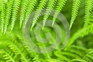 Green Fern Leaves in Blurred Natural Background