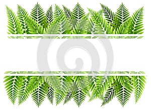 Green fern leaves border