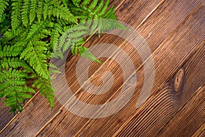 Green fern leaves on brown oak wood background with copy space