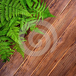 Green fern leaves on brown oak wood background with copy space