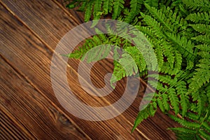 Green fern leaves on brown oak wood background with copy space
