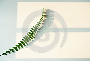 Green fern leaves cast beautiful shadows on a white background in the bright sunlight. extreme close up shot.