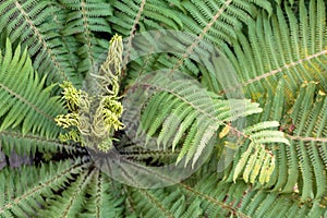 green fern leaves close up