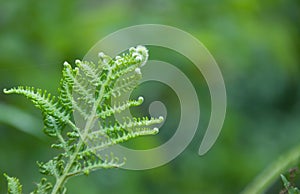 Green fern leaves