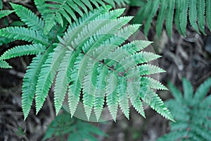 Green fern leaves close-up, natural texture and background.