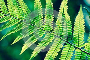 Green fern leaves in forest