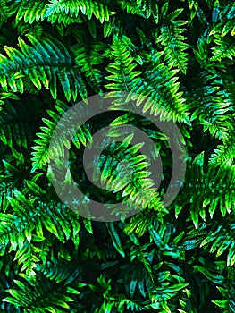 Green fern leaves  in forest background.