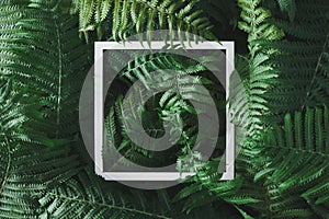 Green fern leaves with frame. Minimal forest layout, flat lay.