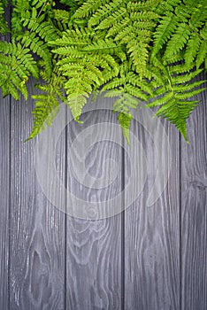 Green fern leaves on gray oak wood background with copy space