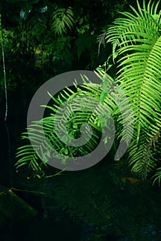 Green fern leaves grow thickly around a fish pond