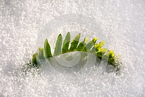 green fern leaves in snow.
