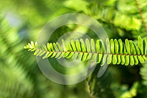Green Fern Leaves in The Sunshine for Natural Background