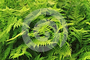 Green fern leaves texture