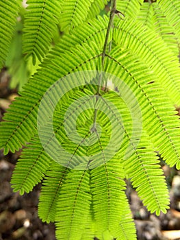 Green fern leaves from the top