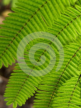 Green fern leaves from the top