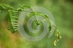 green fern leaves from a tropical country with an unfocused background photo