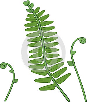 Green fern leaves and unfurling fiddlehead fern fronds