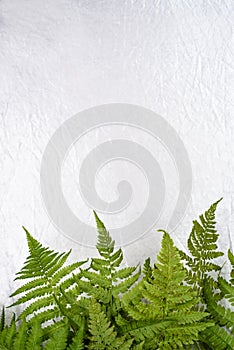 Green fern leaves on white background with copy space